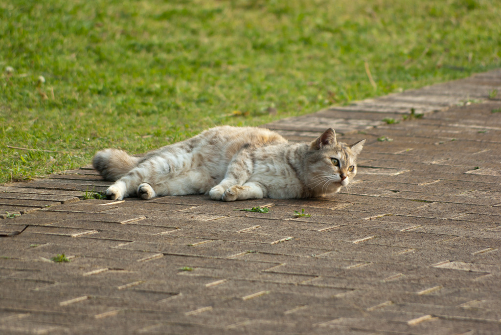 猫