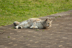 猫