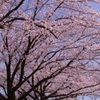 公園の桜