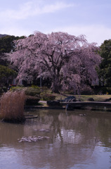 公園の桜