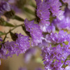 玄関の花