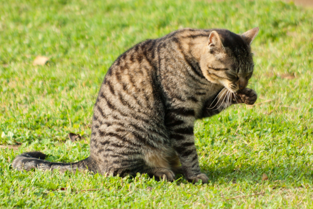 猫