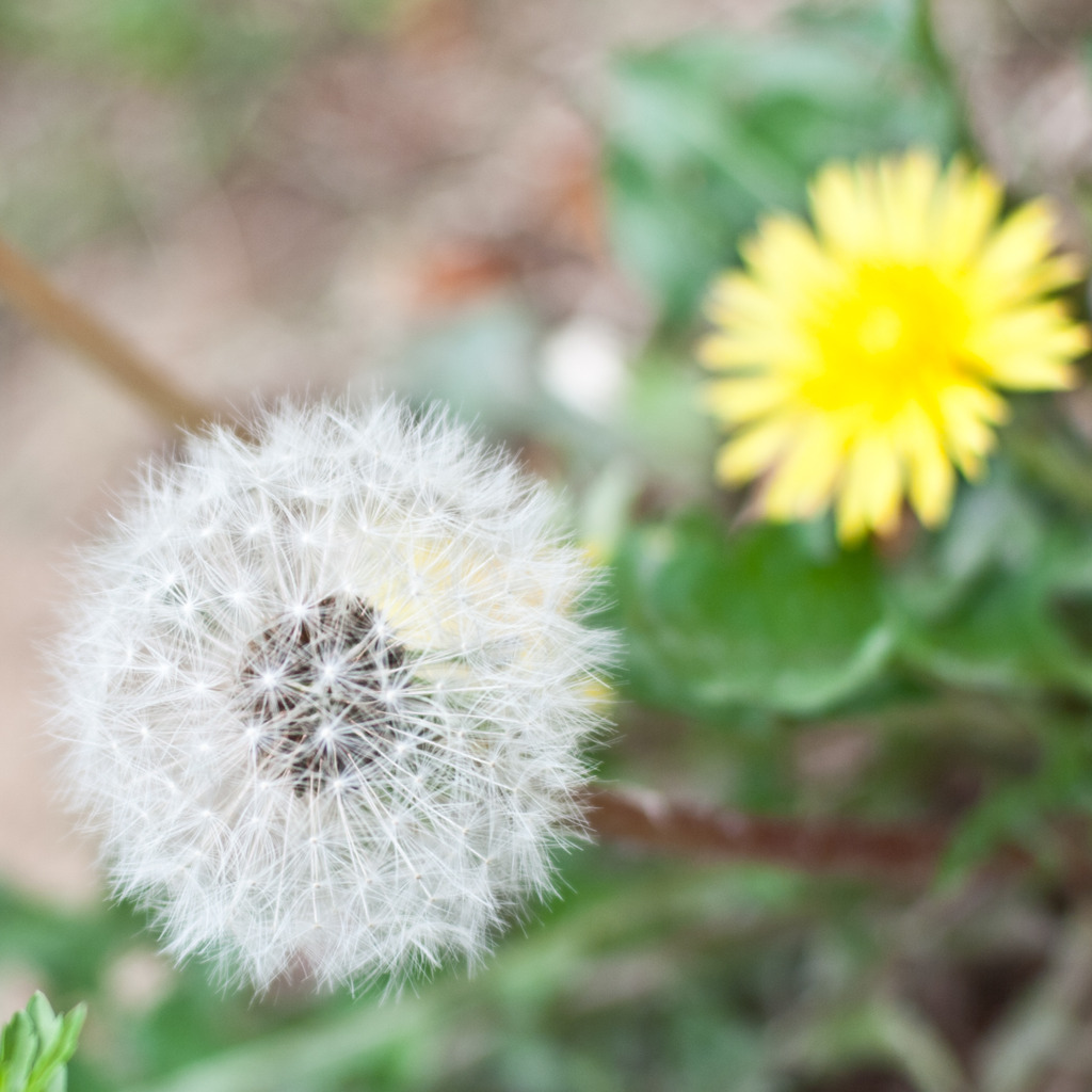 蒲公英