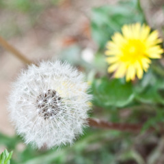 蒲公英