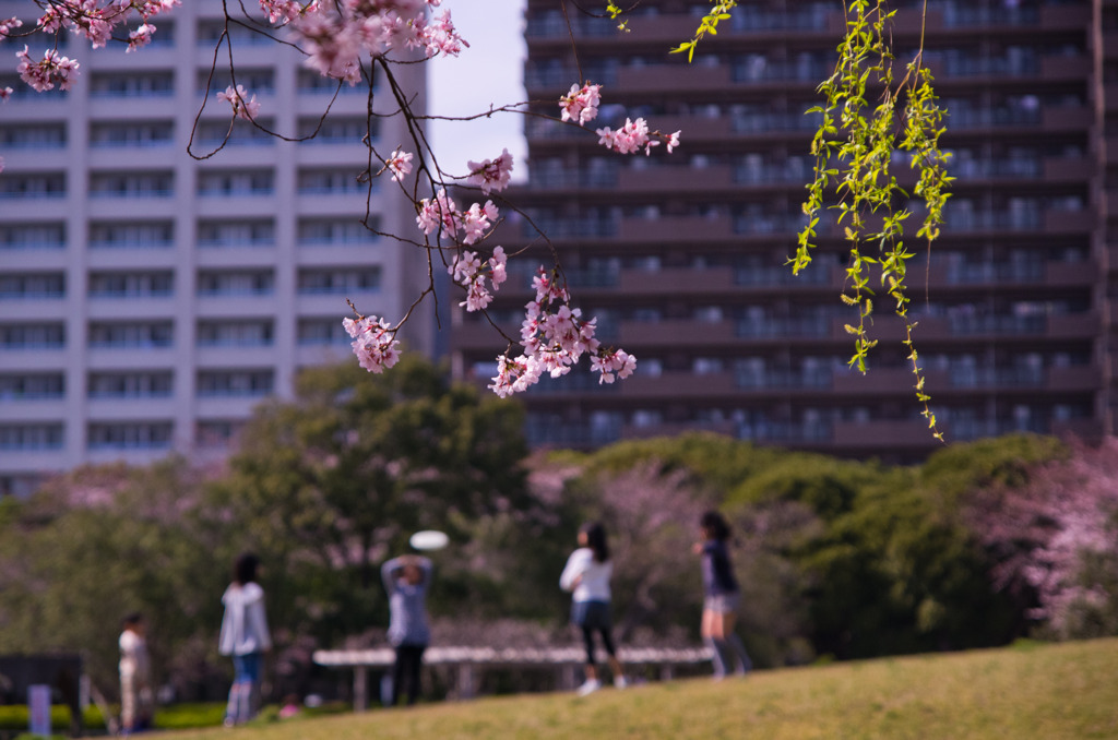 公園の桜