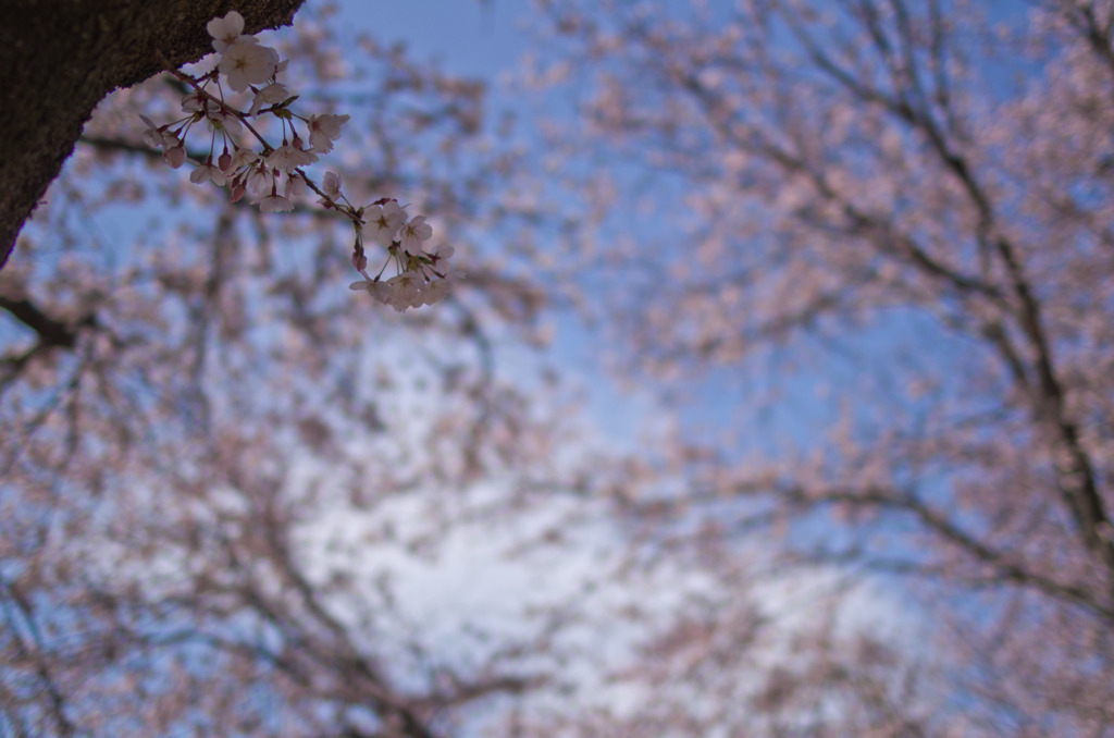 公園の桜