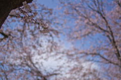 公園の桜