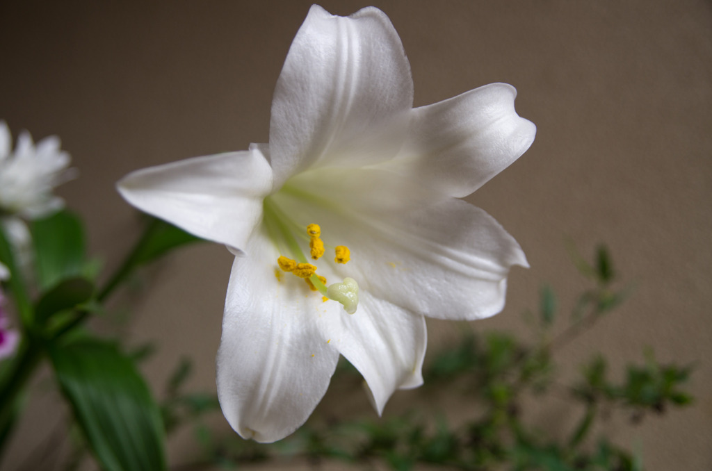 玄関の花