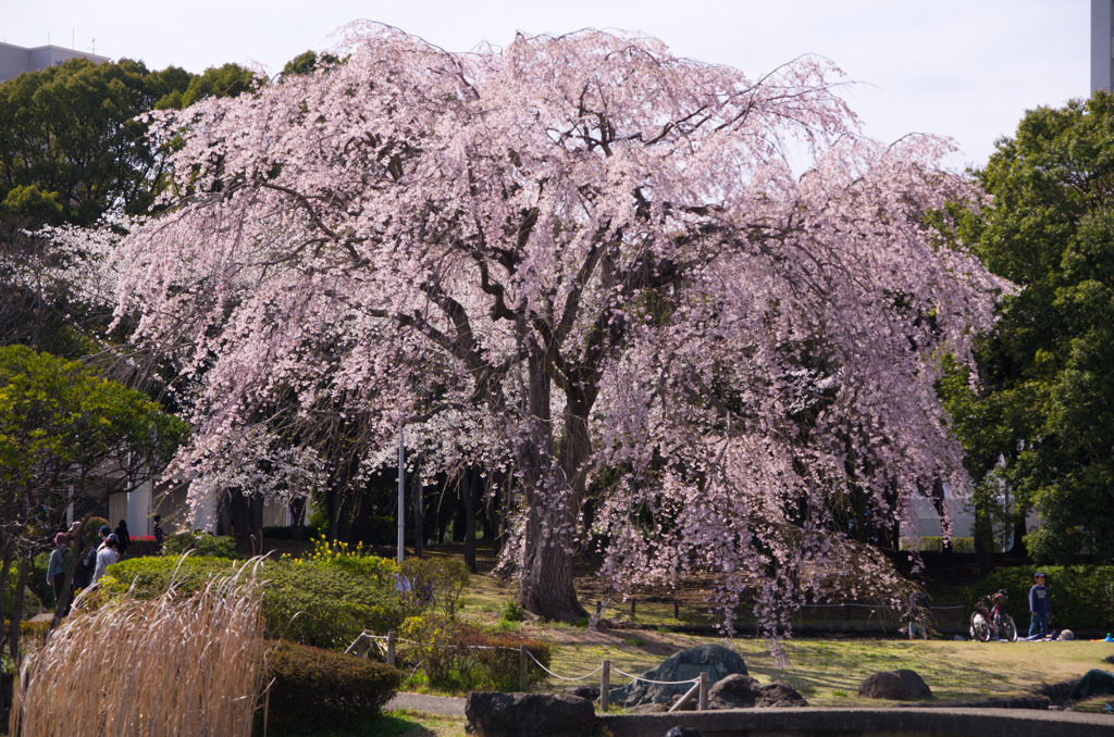 公園の桜