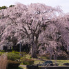 公園の桜