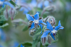 IMGP8724-1