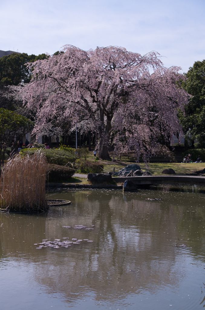 公園の桜