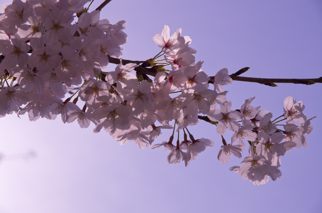 公園の桜