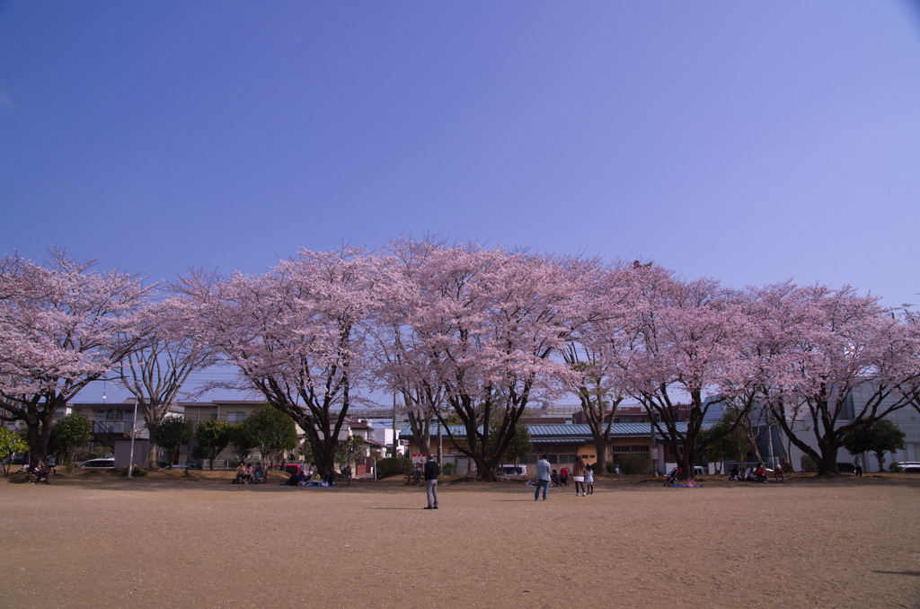 公園の桜