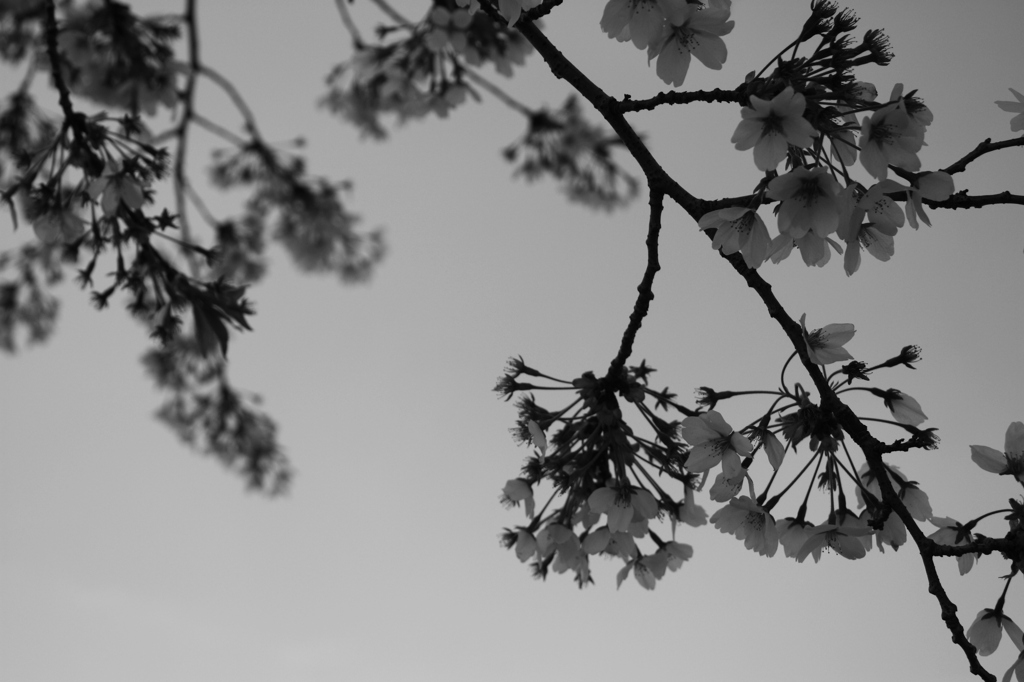 桜Ⅱ