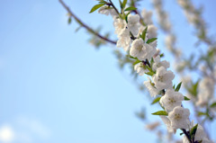 真っ白な桃の花