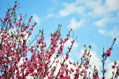 青い空、淡い桃
