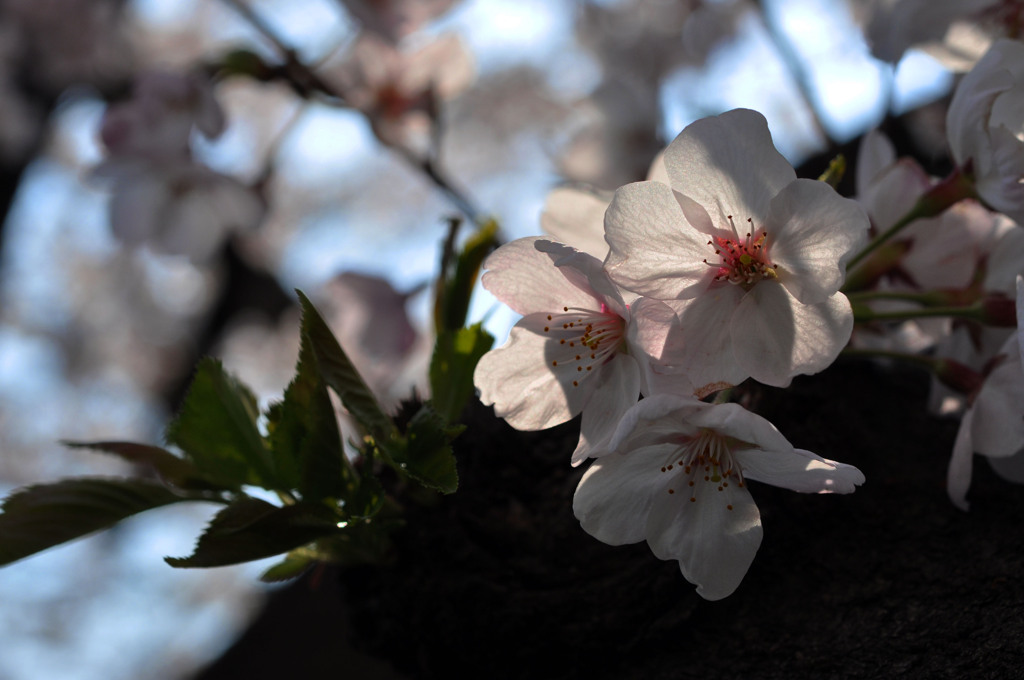 桜と陽射し