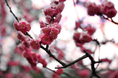 梅の花１