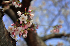 桜