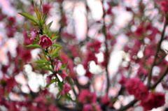 桃色の桃の花