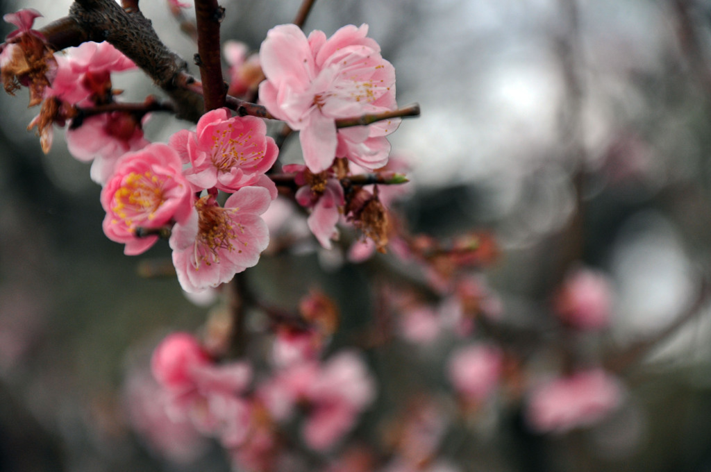 梅の花２