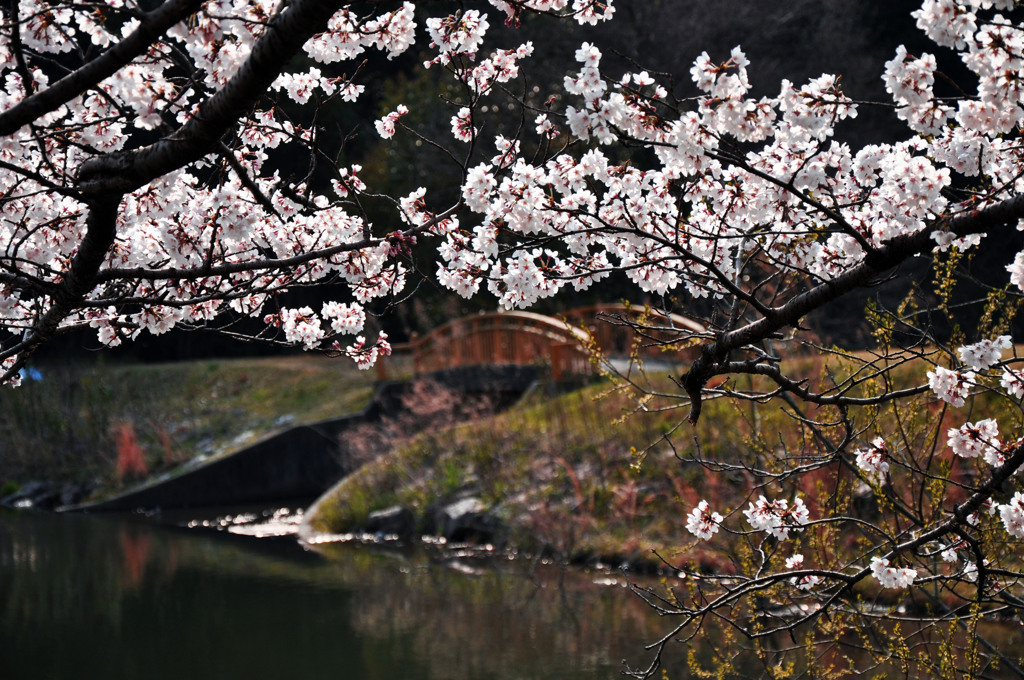 桜と橋