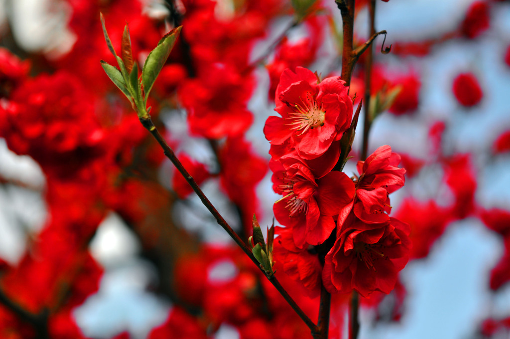 真っ赤な桃の花