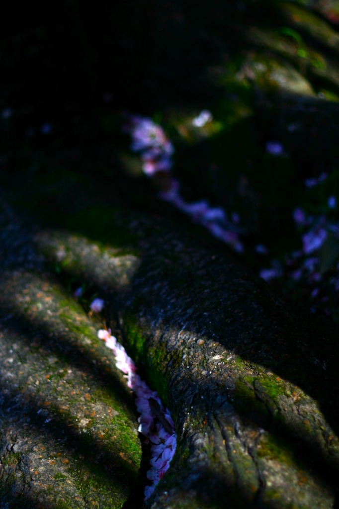 木の川を流れる桜