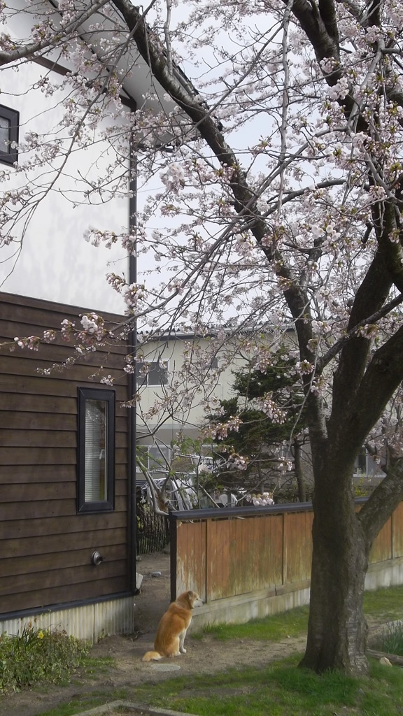 犬と桜