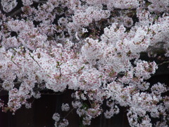 桜1