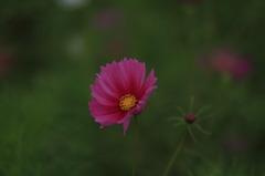 あっという間に秋ですね