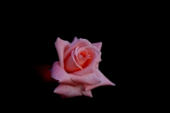 薔薇