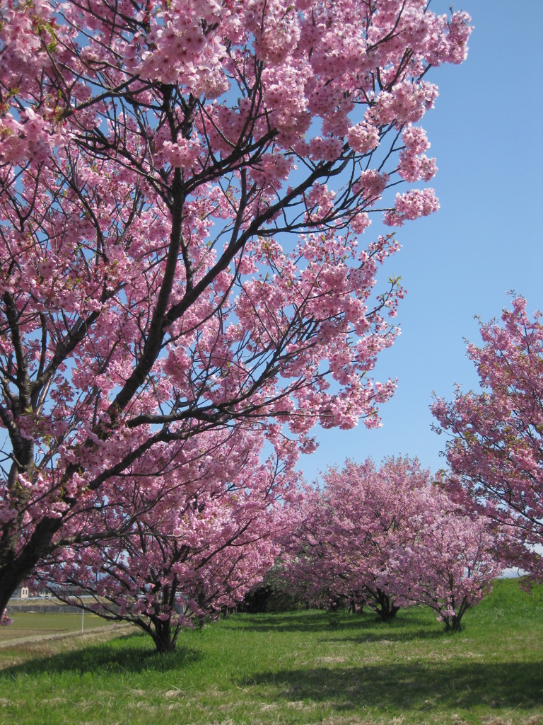 桜　満開