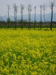 菜の花畑