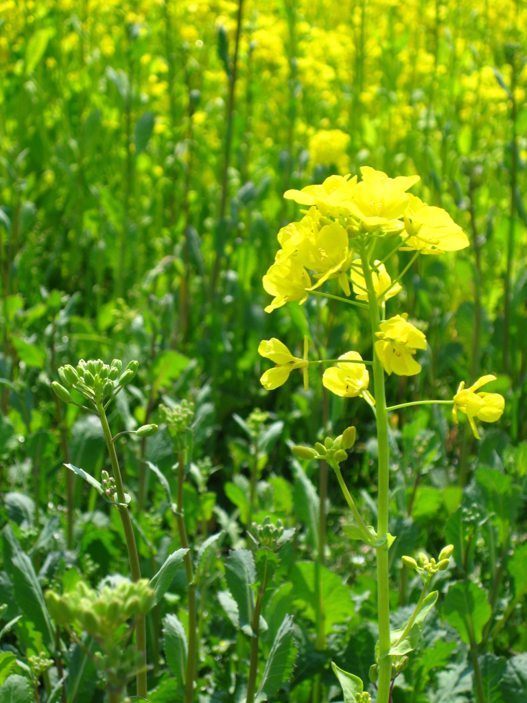 菜の花