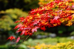 雷山紅葉