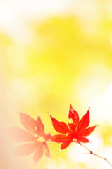 押し花