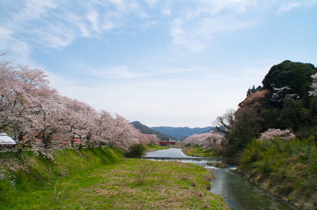 桜のある風景