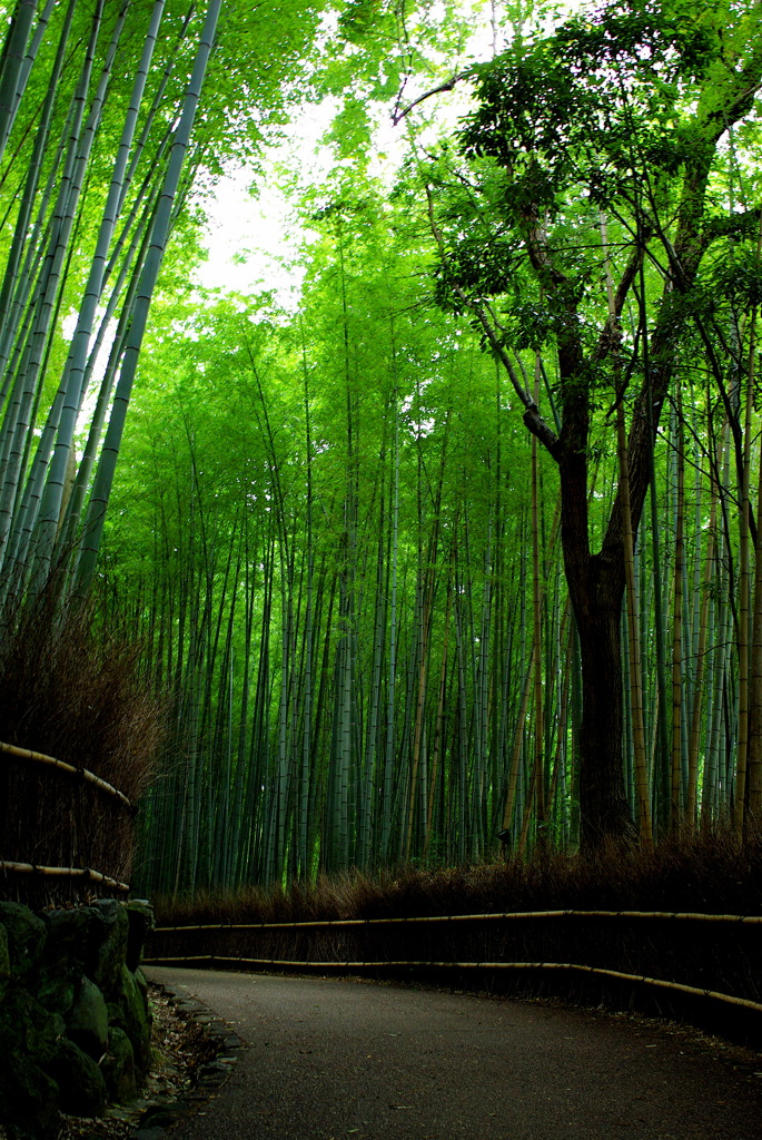 静寂なる竹林