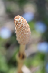 土筆