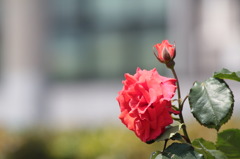 IMG_2035