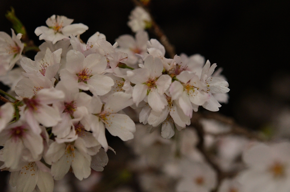 夜桜