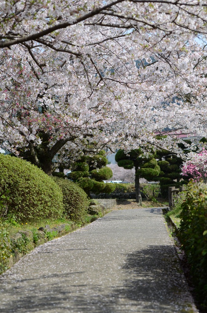 桜道