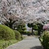 桜道