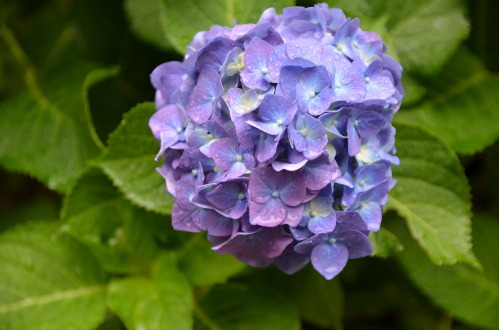 紫陽花