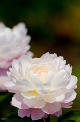 白い芍薬