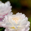 白い芍薬