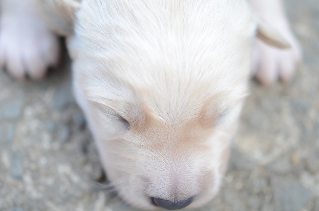 生まれたての子犬