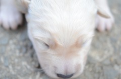 生まれたての子犬